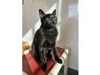 Adopt Glasgow a All Black Domestic Shorthair / Mixed (short coat) cat in