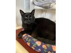 Adopt Glasgow a All Black Domestic Shorthair / Mixed (short coat) cat in