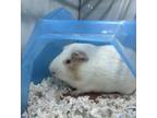 Adopt Buster a Guinea Pig