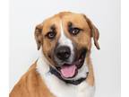 Adopt Monch a Anatolian Shepherd