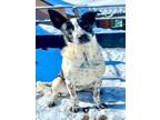 Adopt GOOSE a Australian Cattle Dog / Blue Heeler, Mixed Breed