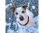 Adopt Maverick a Cattle Dog