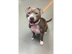 Adopt Hank a Pit Bull Terrier