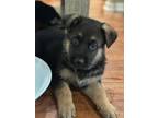 Adopt Miracle Pup - Green Adoption Pending a German Shepherd Dog