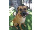 Adopt AXEL a Mixed Breed