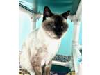 Adopt JAVA a Siamese