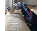 Adopt Roman a Mixed Breed, Coonhound