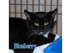Adopt BLUEBERRY a Domestic Short Hair