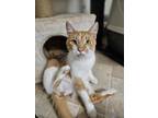 Adopt CHET a Domestic Short Hair