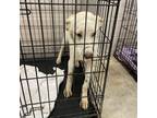 Adopt White Knight a Labrador Retriever