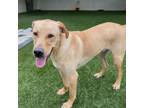 Adopt Lucky a Golden Retriever