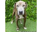 Adopt Sir Jonathan a Weimaraner