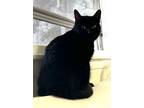 Adopt OLIVER is a LAP KITTY a Domestic Short Hair