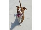 Adopt Rusty a Pit Bull Terrier, Mixed Breed