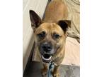 Adopt Raptor a Mixed Breed