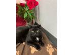 Adopt Milo a Domestic Short Hair