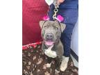 Adopt Bruno a Staffordshire Bull Terrier