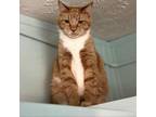 Adopt Pumpkin a American Shorthair