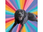 Adopt Bailey a Labrador Retriever, Mixed Breed