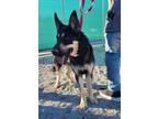 Adopt 23-0973 "Cooper" a German Shepherd Dog