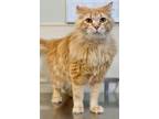 Adopt Garfield a Domestic Long Hair