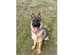 Adopt Justin a German Shepherd Dog