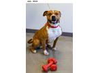 Adopt Jack a Pit Bull Terrier