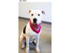 Adopt Otto a Pit Bull Terrier
