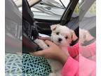 Maltese PUPPY FOR SALE ADN-757419 - Adorable Maltese Puppies Looking for a Home