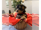 Yorkshire Terrier PUPPY FOR SALE ADN-757301 - Precious yorkies