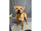 Adopt Joe a American Staffordshire Terrier