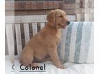 Golden Retriever PUPPY FOR SALE ADN-757309 - Medium to Dark Red Golden Retriever