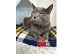 Adopt Major Tom a Russian Blue