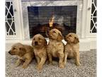 Goldendoodle PUPPY FOR SALE ADN-757447 - Goldendoodle puppies