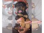Rottweiler PUPPY FOR SALE ADN-757442 - Rottweiler puppies