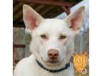 Adopt Latte pp w/ Macchiato a Siberian Husky, Mixed Breed