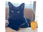 Adopt Jofeil a Domestic Short Hair