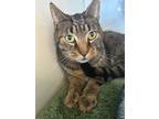 Adopt Arrow a Domestic Short Hair