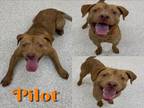 Adopt PILOT a Pit Bull Terrier, Mixed Breed