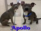 Adopt APOLLO a Pit Bull Terrier