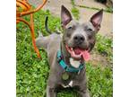 Adopt Toyota a Pit Bull Terrier