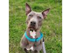 Adopt Toyota a Pit Bull Terrier