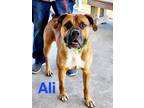 Adopt Ali a Boxer