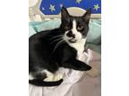 Adopt Harvey a Domestic Short Hair