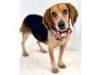 Adopt John a Beagle, Mixed Breed