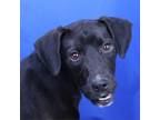 Adopt Kourtland- 021502S a Labrador Retriever
