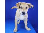 Adopt Chase- 021617S a Labrador Retriever