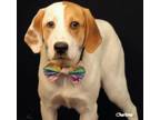 Adopt Sully a Treeing Walker Coonhound, Anatolian Shepherd