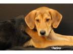 Adopt Owen a Treeing Walker Coonhound, Anatolian Shepherd