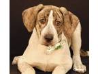 Adopt Dub Step a Boxer, Labrador Retriever